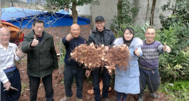 2021-12-17黃精鮮貨畝產(chǎn)11.2噸，眉山熊老板2021年喜獲豐收