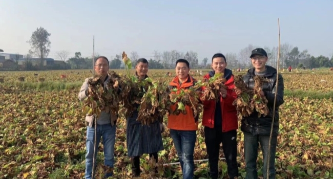 2022-3-21使用蜀道地澤瀉方案后，助農(nóng)增收